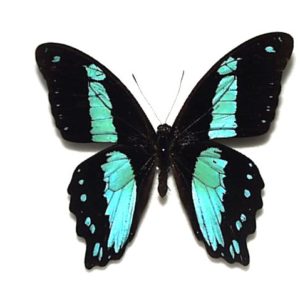 外国産蝶標本】オオアカボシウスバ♂/甘粛省.チベット自治区産/69.5mm