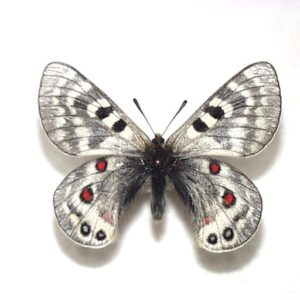 パルナシウス | 三角紙