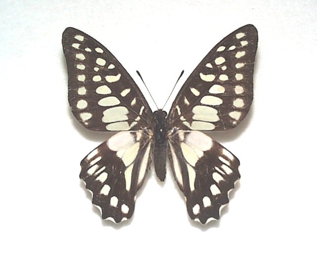 ミカドアゲハ ♀産地：鹿児島県・屋久島 Jp11782 | 三角紙