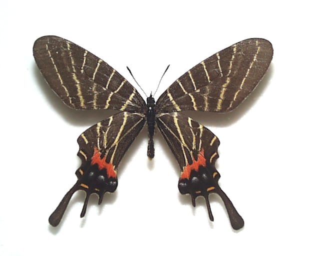 蝶標本 シボリアゲハ♂（原名亜種） インド・ナガランド