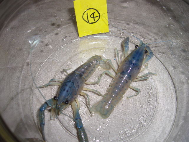 フロリダブルーザリガニ約6cm1ペア ホームセンターで販売されていた