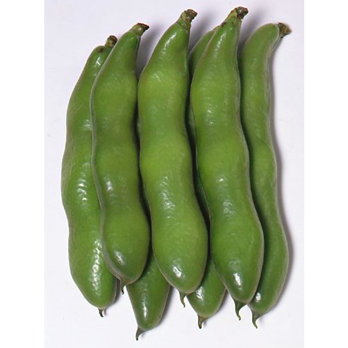 ソラマメ 一寸そらまめ｜種（タネ）,球根,苗,資材,ガーデニンググッズ