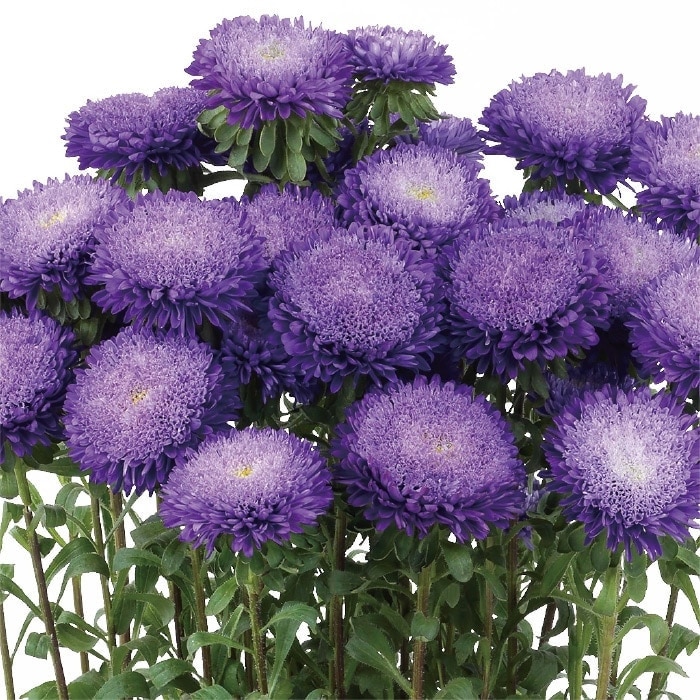 アスター あずみXL ブルー｜種（タネ）,球根,苗,資材,ガーデニング