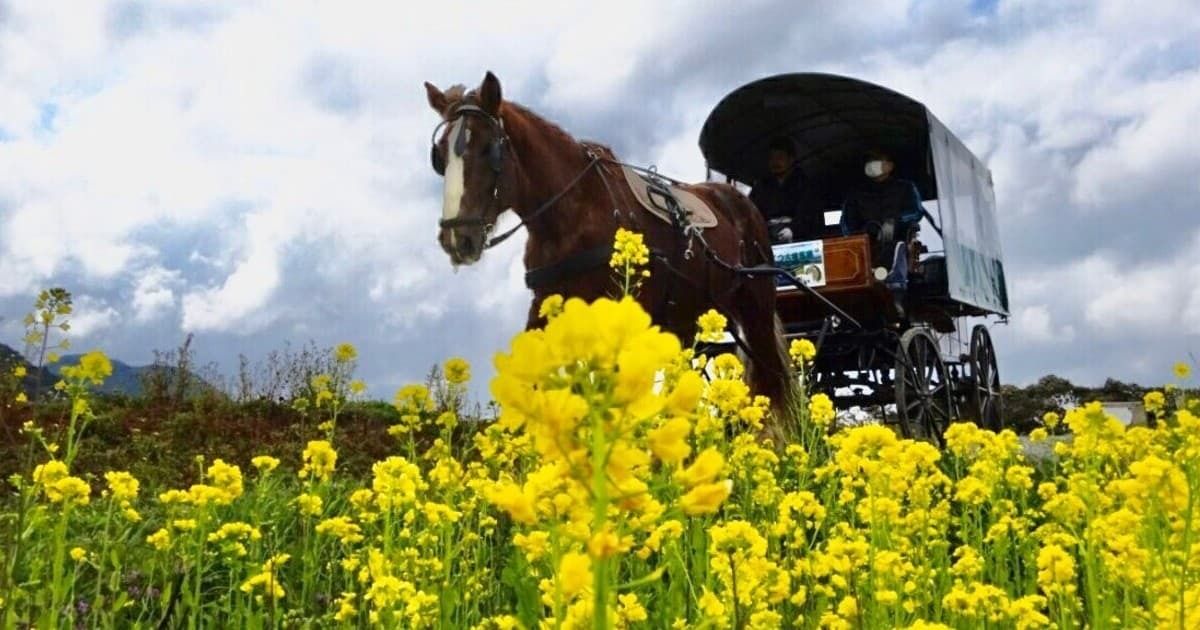 ふくつ古墳馬車」で春の新原・奴山古墳群をパッカポッコ旅 | 福岡