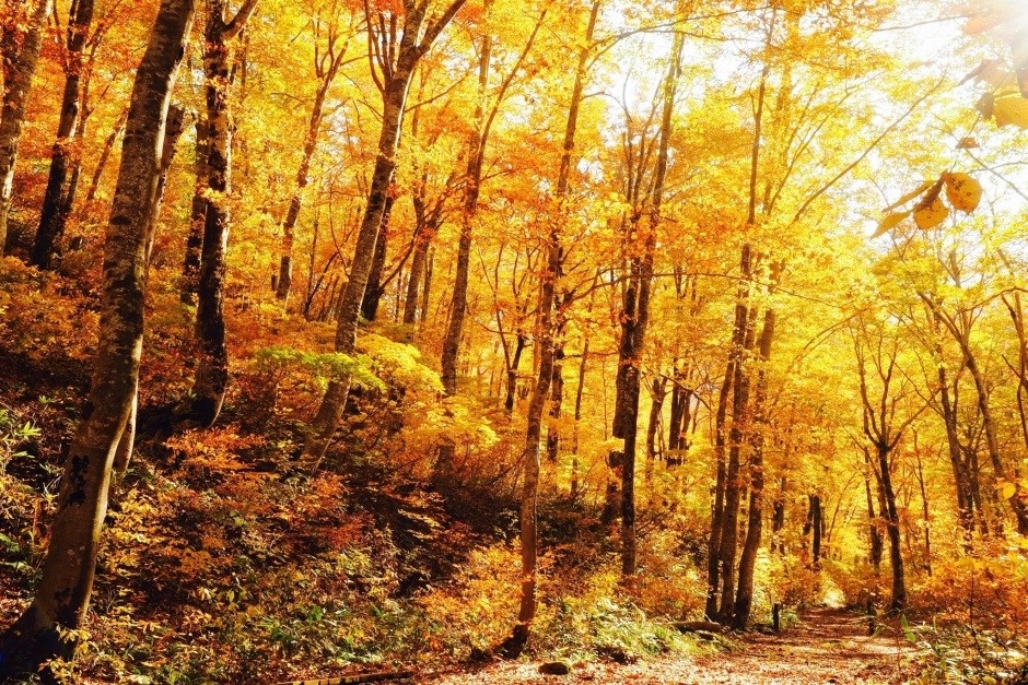 ま*ん様 ☆ 22 昭和年号 赤色山風景 切手シート 20枚 未使用 ☆ ま*ん