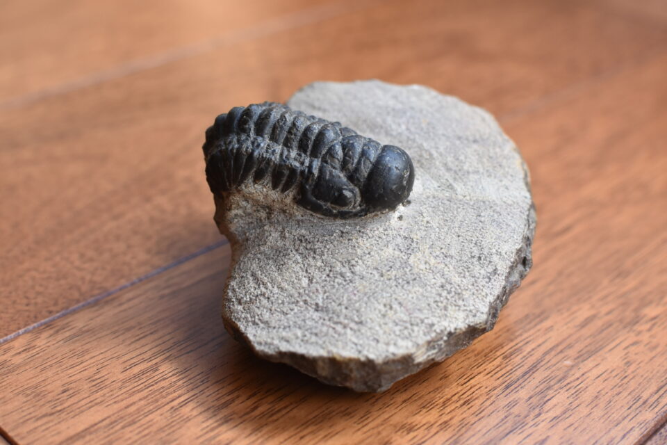 三葉虫クロタロセファリナ・ギブス（Crotalocephalina gibbus）の化石