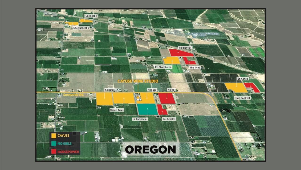 カユース フライング ピッグ 2022 : オルカ・インターナショナル株式会社