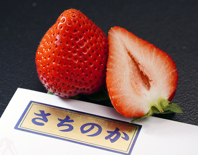 竹内農園 LEDいちご『とくしまいちご（品種 さちのか）』徳島県産 約