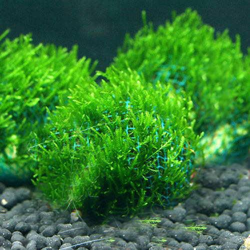 楽天市場】（水草）ホシクサsp．クチ（水中葉）（無農薬）（1株