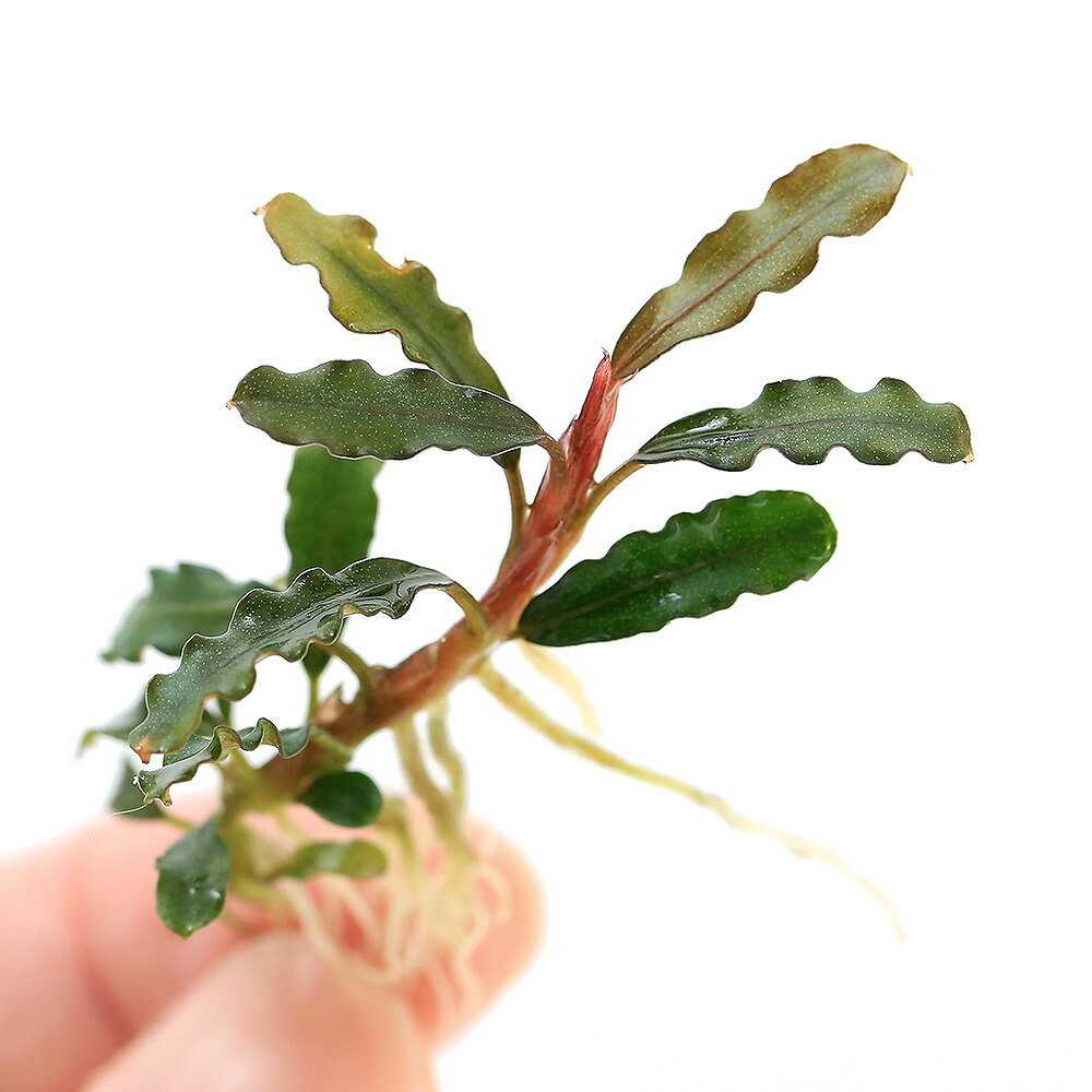 楽天市場】（水草）ブセファランドラsp．キャサリン レッド（東南便