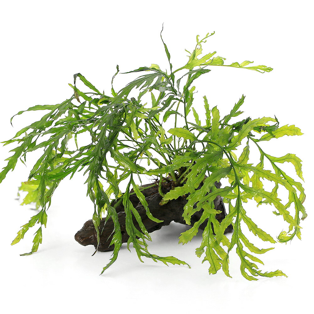 楽天市場】（水草）巻きたて ボルビティス ヒュディロティ 穴あき溶岩