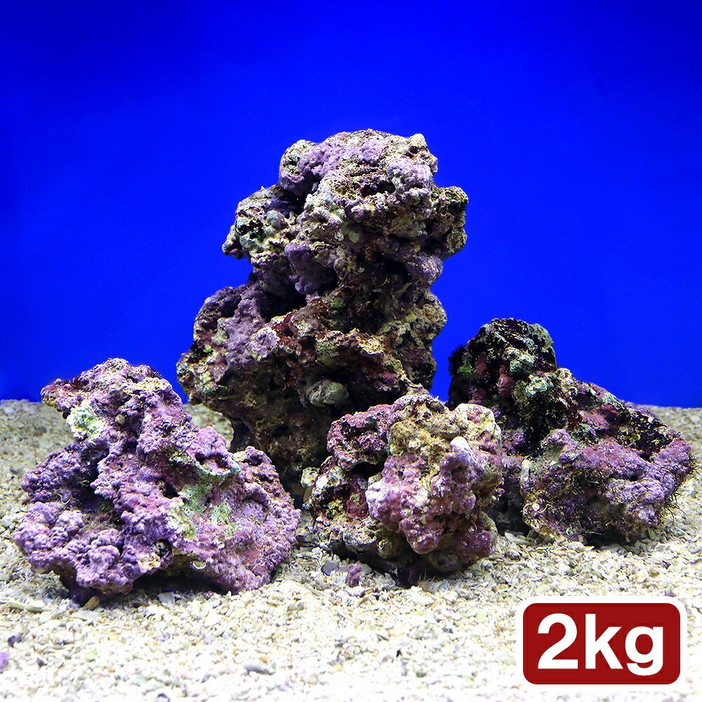 ☆】ライブロックセット 海藻ミルおまけ ☆】ライブロックセット 海藻