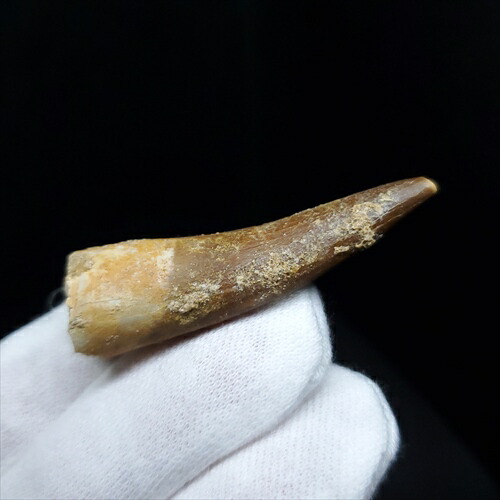 楽天市場】【送料無料】【アベリサウルス科/歯/化石/恐竜