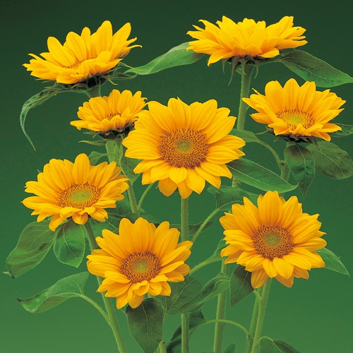 733-FHM473.jpg?202602031613