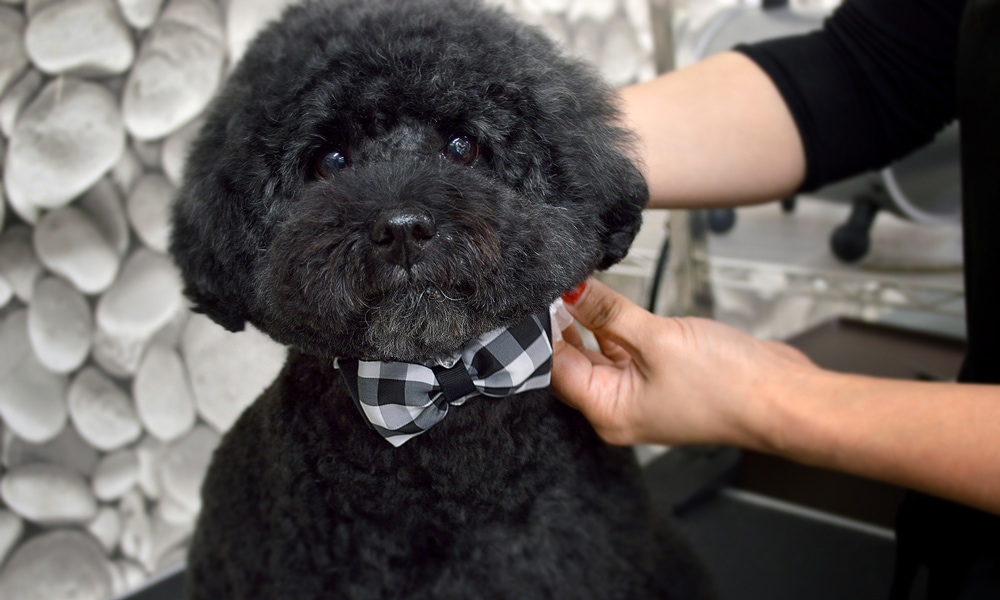 業務用リボン・トリミングチョーカー卸サイト【星印】