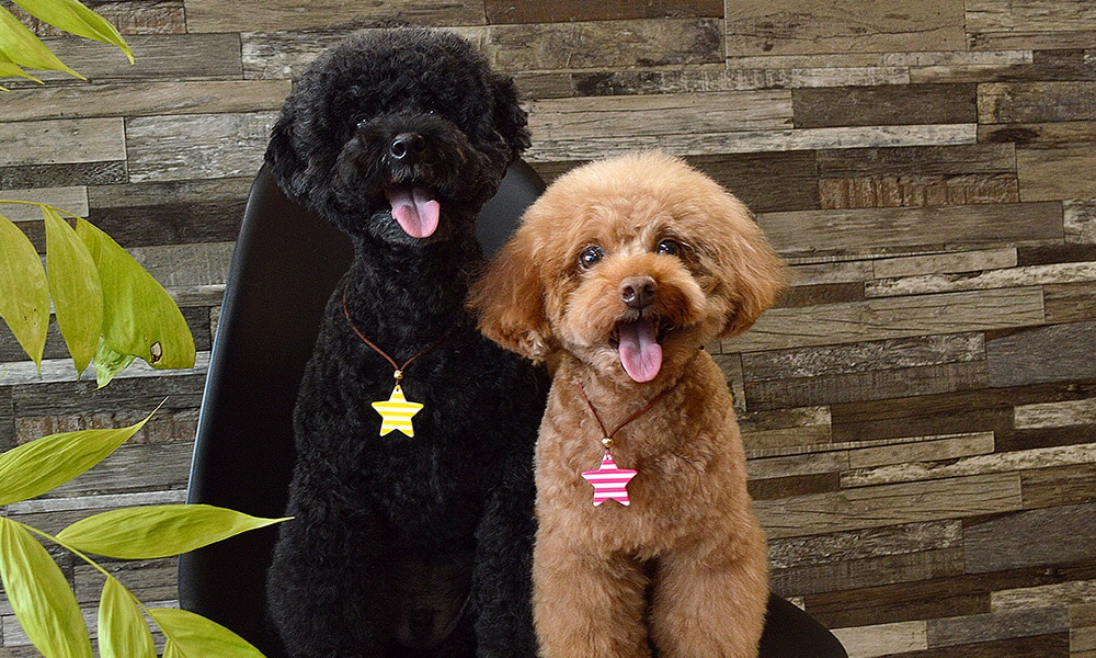 業務用リボン・トリミングチョーカー卸サイト【星印】