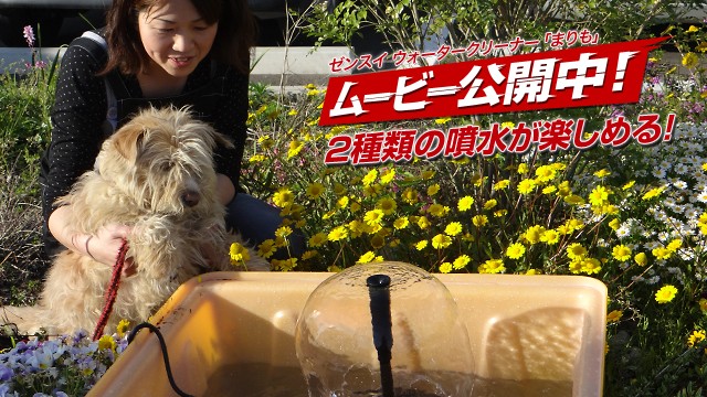 まりもさん専用☆ まりもさん専用 Root ZX mini | MORITA