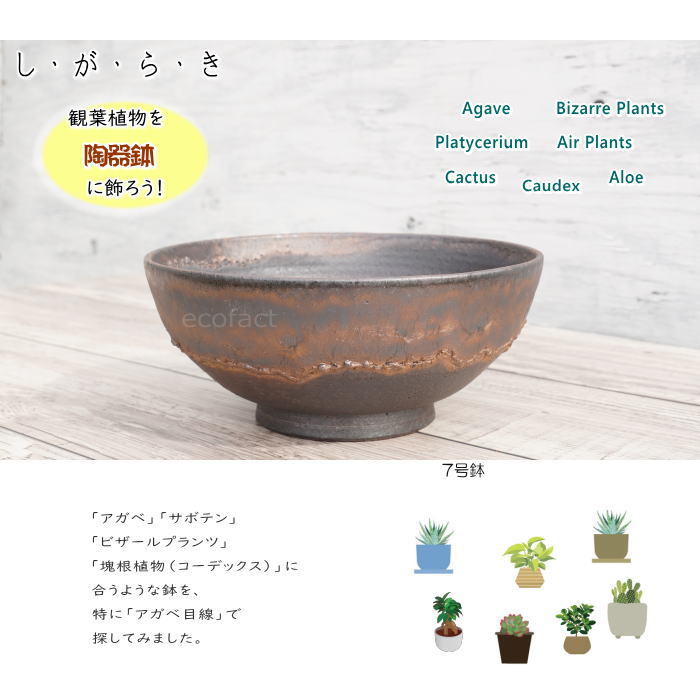 鉢□武蔵野盛鉢【陶祥窯作】招月庭陶 所・黒釉 金彩 大鉢 お茶道具