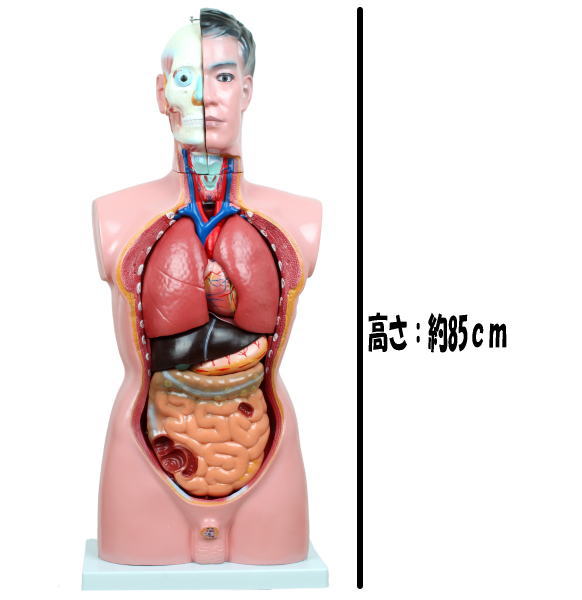 Merten HO 人体模型、動物模型セットまとめ売り Merten HO 人体模型