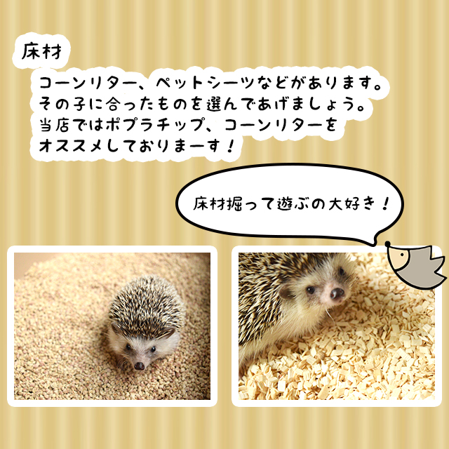 はりねずみんみん共和国 - ようこそ！みんみん共和国へ！｜Yahoo