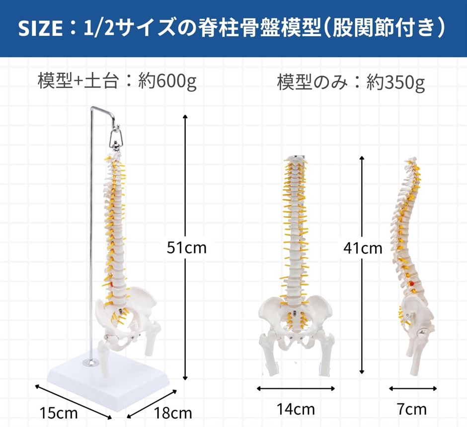 1/2サイズ 高精度 グニャと背骨を動かせる ミニ脊柱模型 約45cm 人体