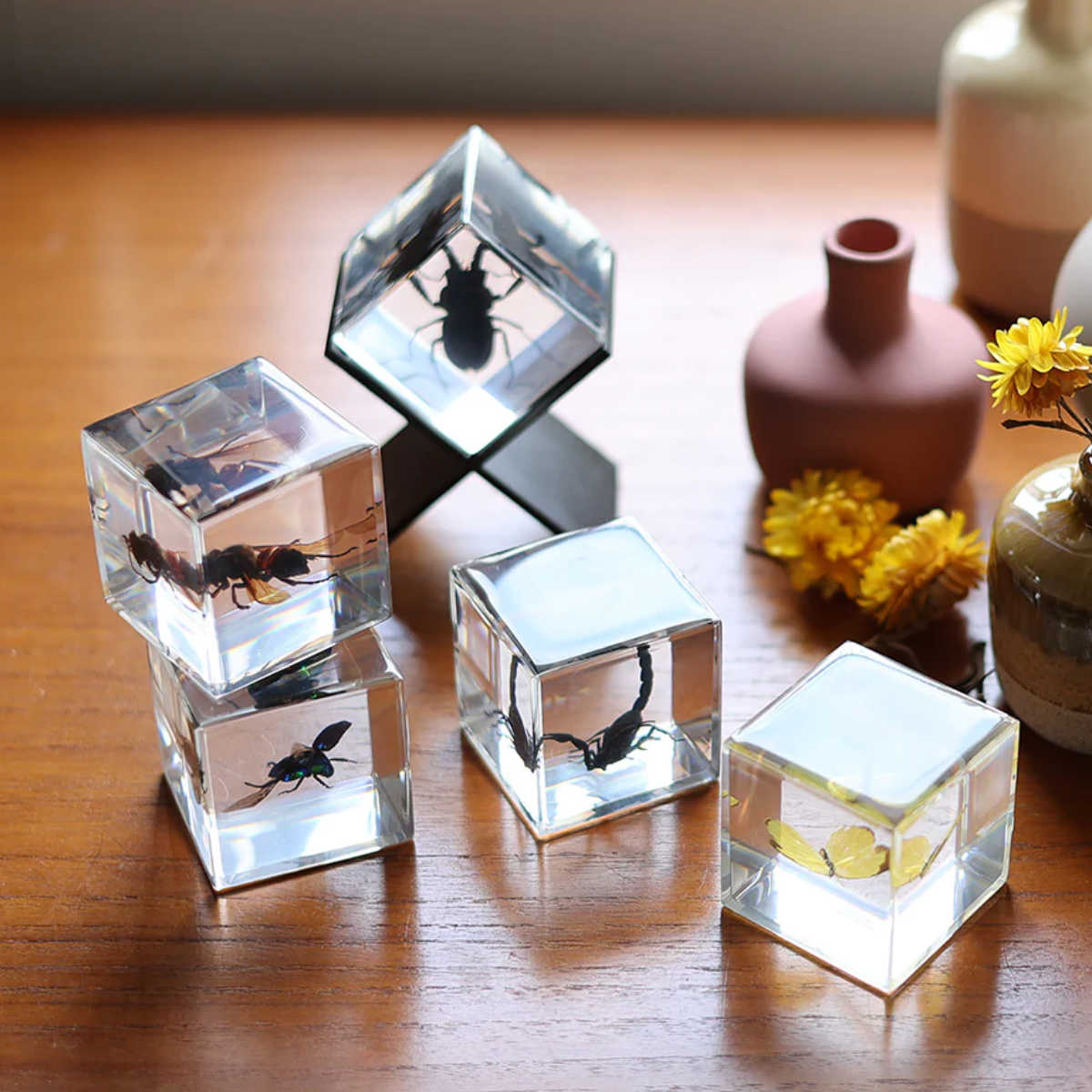 magnet ペーパーウェイト Casimir 昆虫標本 ガラス （ 昆虫 標本 虫