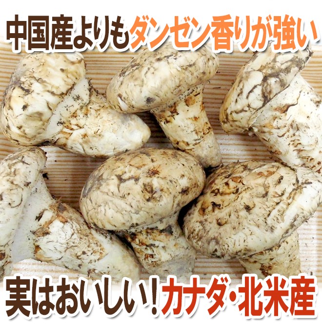 松茸 北海道 500g 訳あり 送料込 国産 ③ 松茸 北海道 500g 訳あり