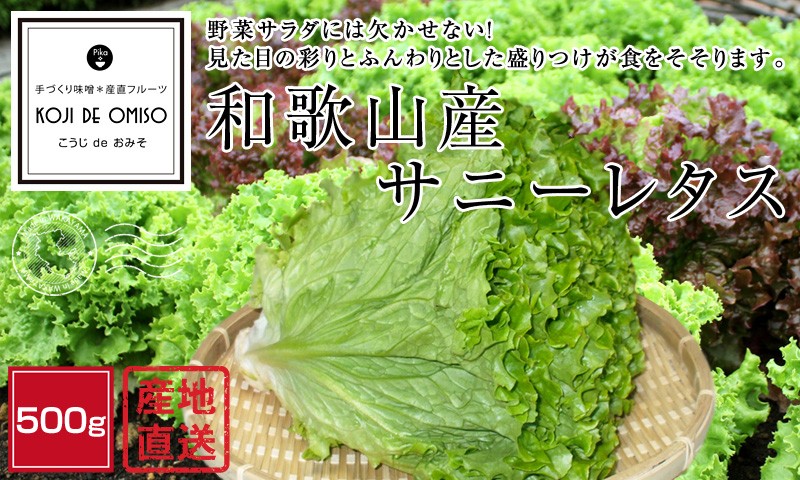 産地直送！ 和歌山産 サニーレタス（グリーンリーフ） 500g □期日指定