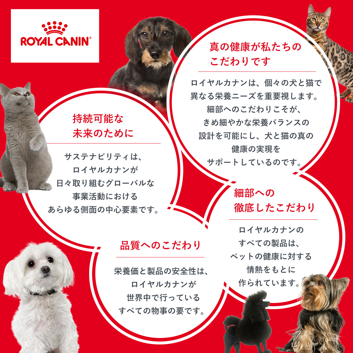 ロイヤルカナン（ROYAL CANIN） 犬 ドッグフード マキシ エイジング