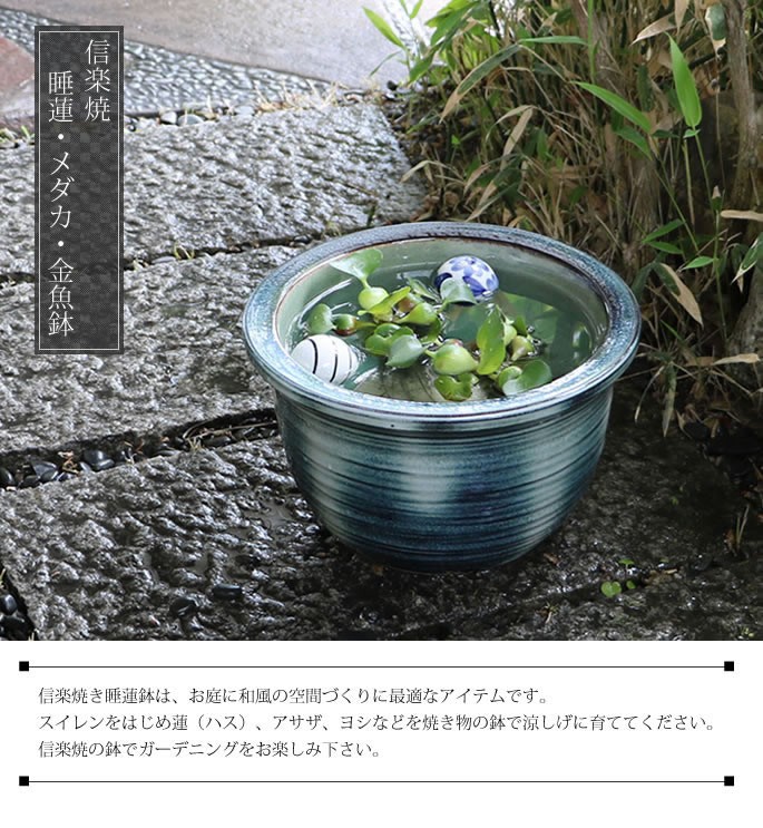 信楽焼 睡蓮鉢 メダカ鉢 おしゃれ めだか鉢 陶器 水鉢 ビオトープ