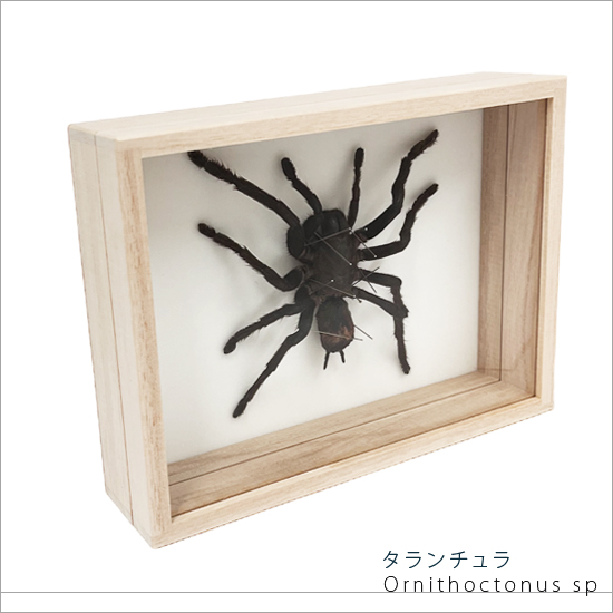 昆虫標本 タランチュラ 桐箱 : ソプラノYahoo!店 - 通販 - Yahoo