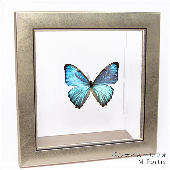 昆虫標本 蝶の標本 ポルティスモルフォ メタリック調ライトフレーム