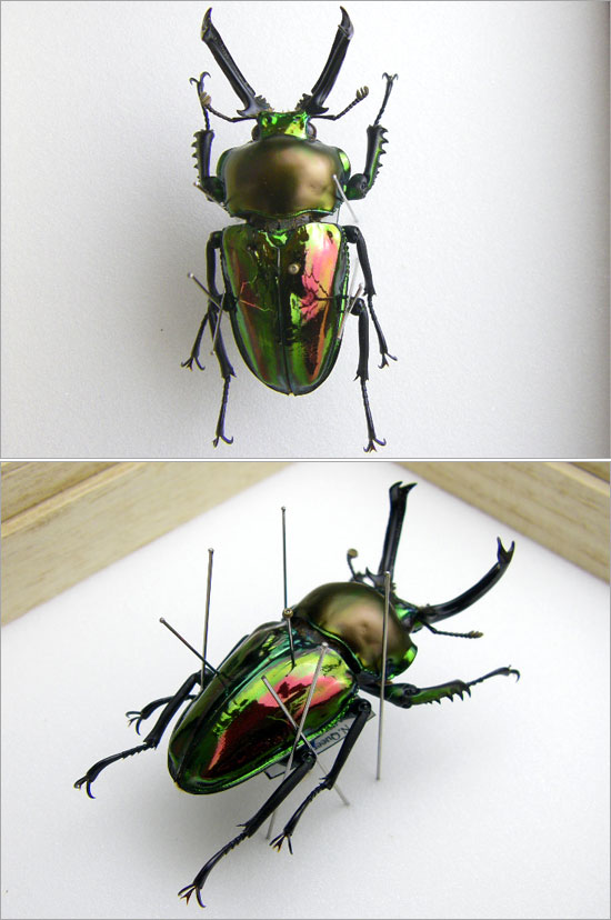 昆虫標本 ニジイロクワガタ 桐箱 : ソプラノYahoo!店 - 通販 - Yahoo