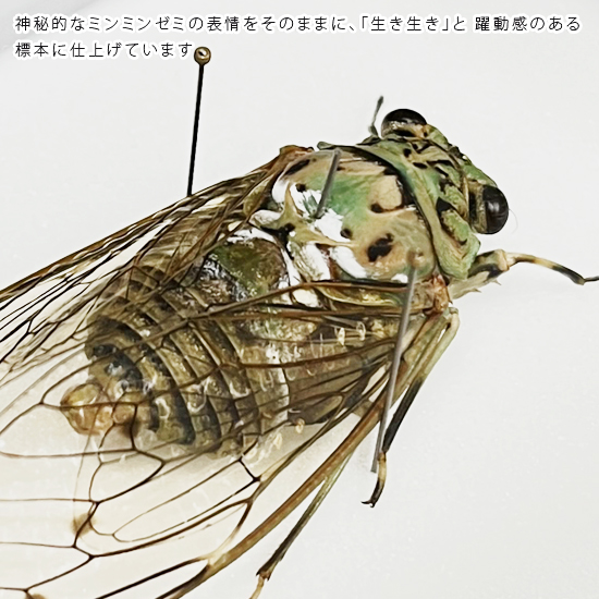 昆虫標本 ミンミンゼミ メタリック調ライトフレーム : ソプラノYahoo