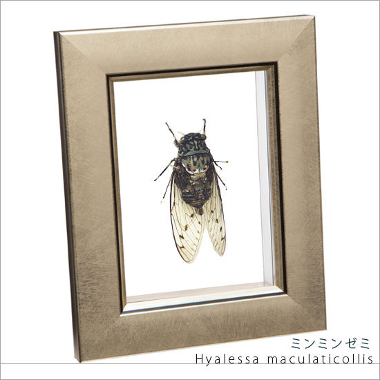 昆虫標本 ミンミンゼミ メタリック調ライトフレーム : ソプラノYahoo