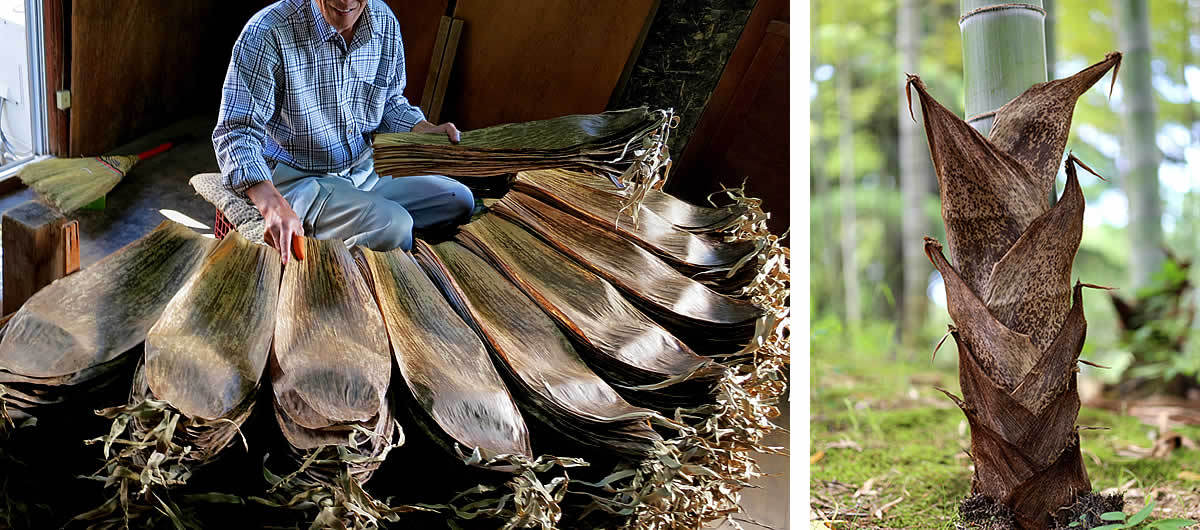 竹について（竹の種類）｜虎斑竹専門店 竹虎