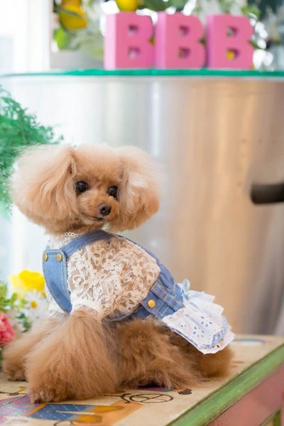 ブルブブ BUL BU-BU Gingham DENIM S/K【小型犬 犬服 スカート