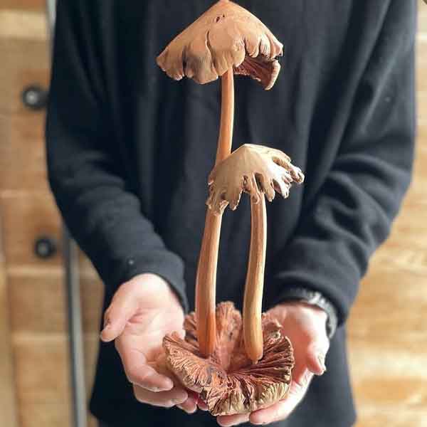 Mush きのこ キノコ オブジェ 置物 木のオブジェ ディスプレイ