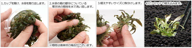 水草）組織培養 ブセファランドラsp．クダガンミニラウンド 東南便