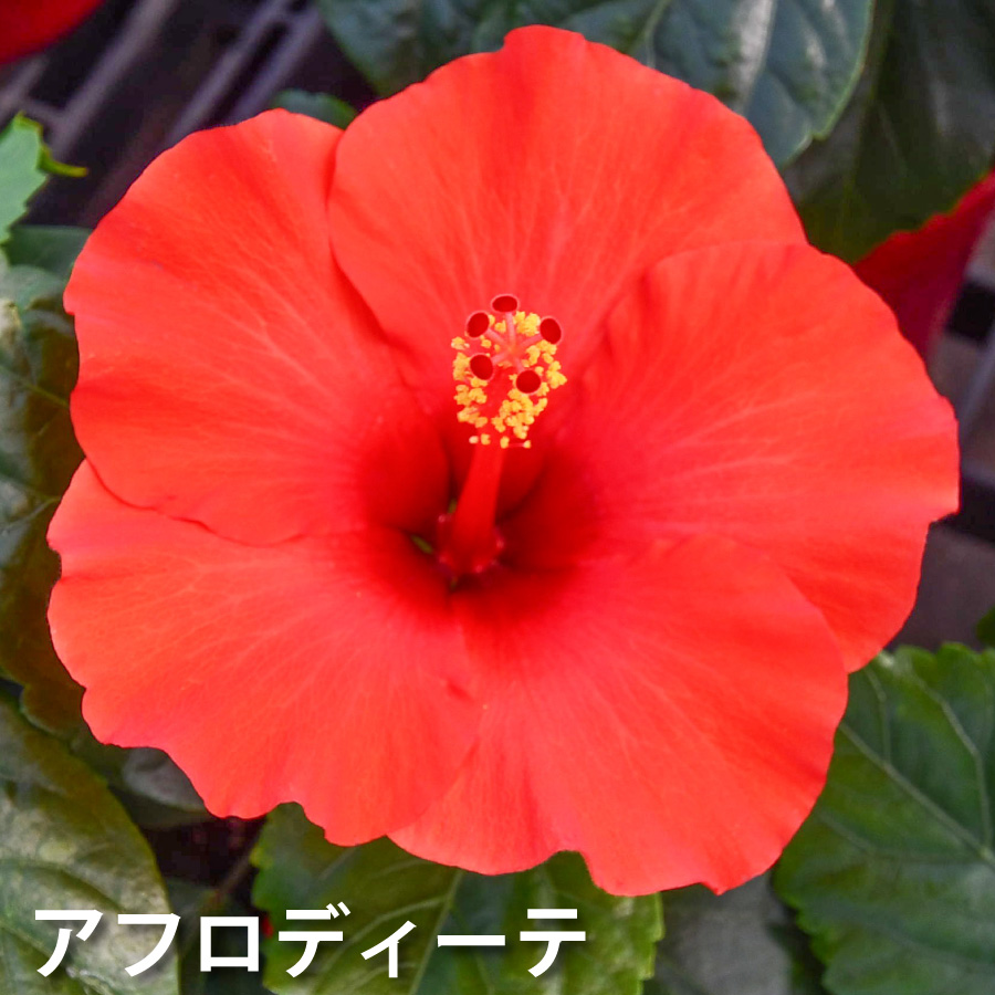 吉本花城園 ハイビスカス ハイビスキュース NEW ロングライフシリーズ