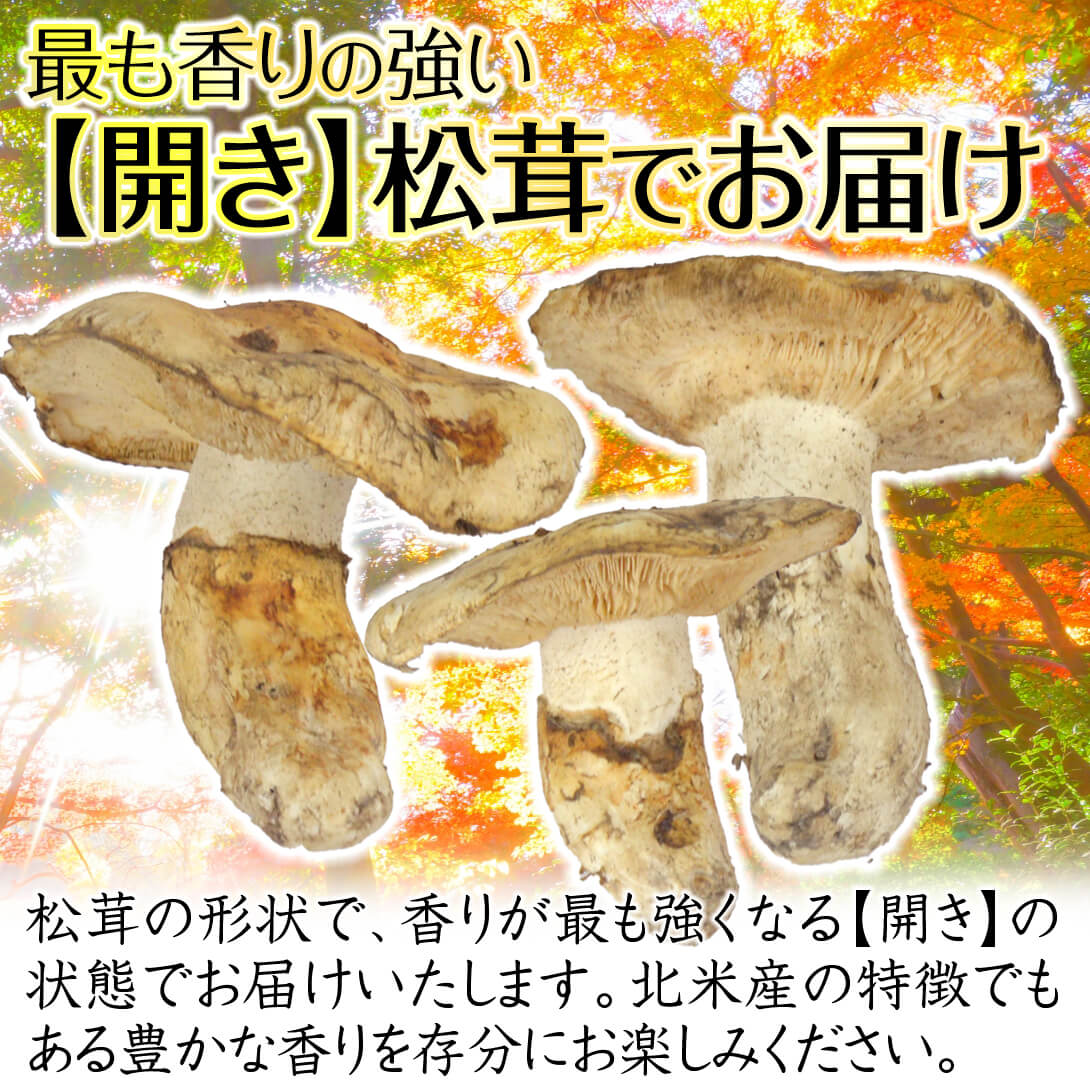 松茸 約500g 北米産 冷蔵便 ご家庭用 送料無料 食品 : 花と緑 国華園