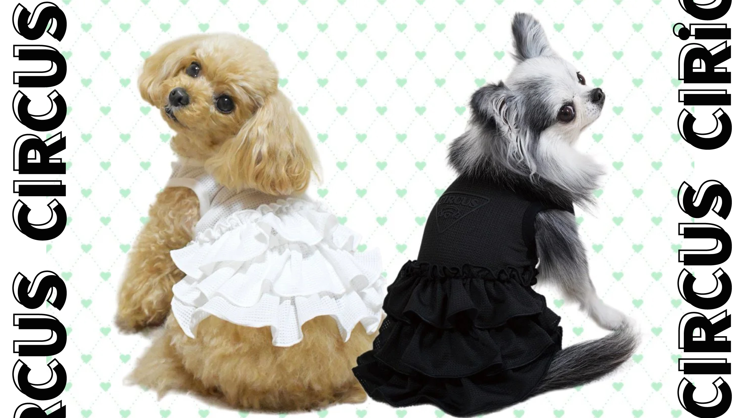 谷根犬 犬服・ドッグフード - circus circus｜サーカスサーカス｜Yahoo