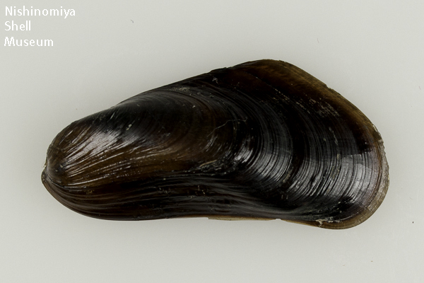 標本データ詳細画面