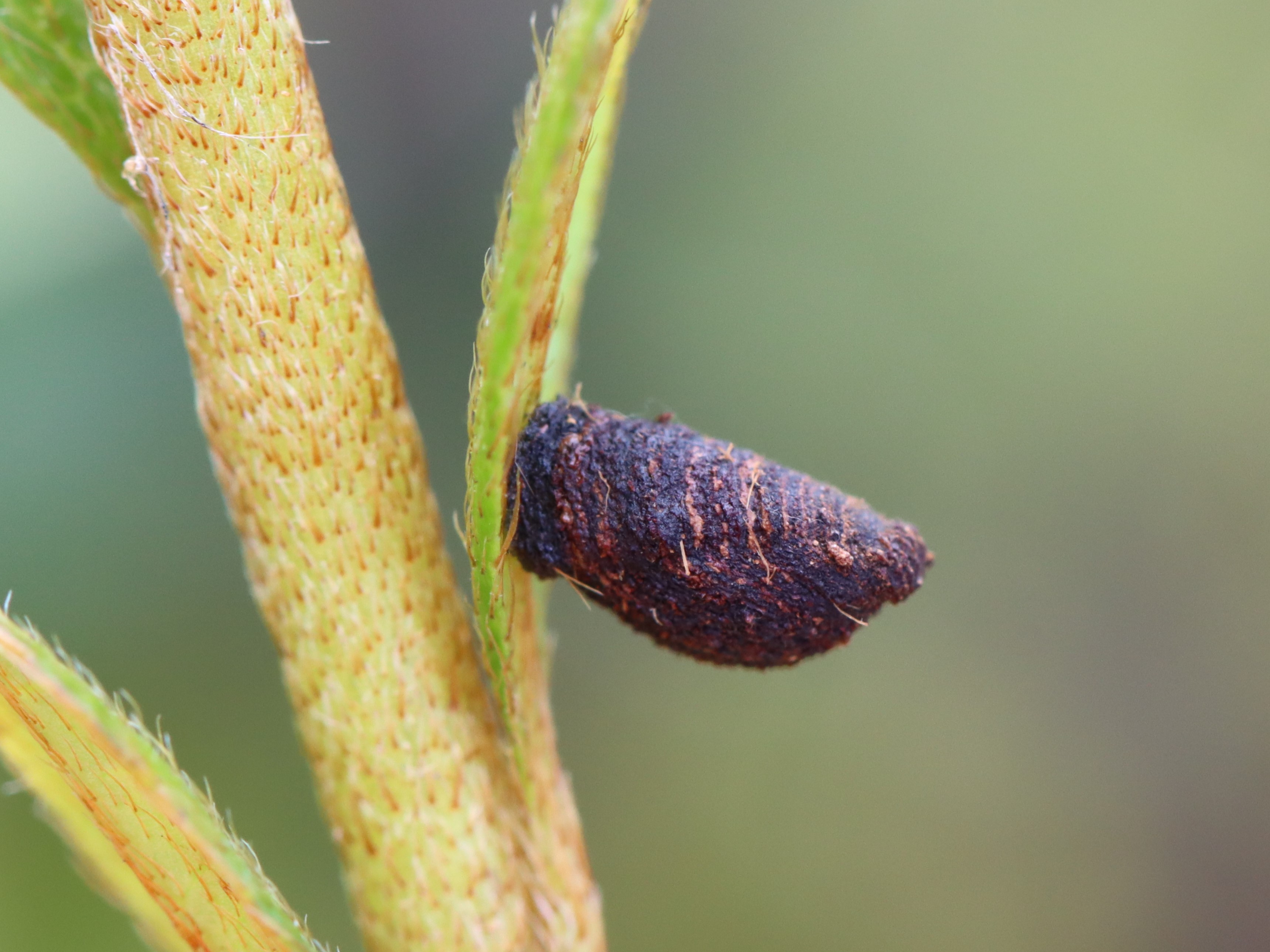 南米コブハムシの仲間 2 【公式通販】