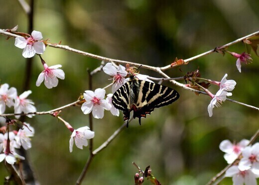 異常型・ペア】ギフチョウ（福井県産） 異常型・ペア】ギフチョウ