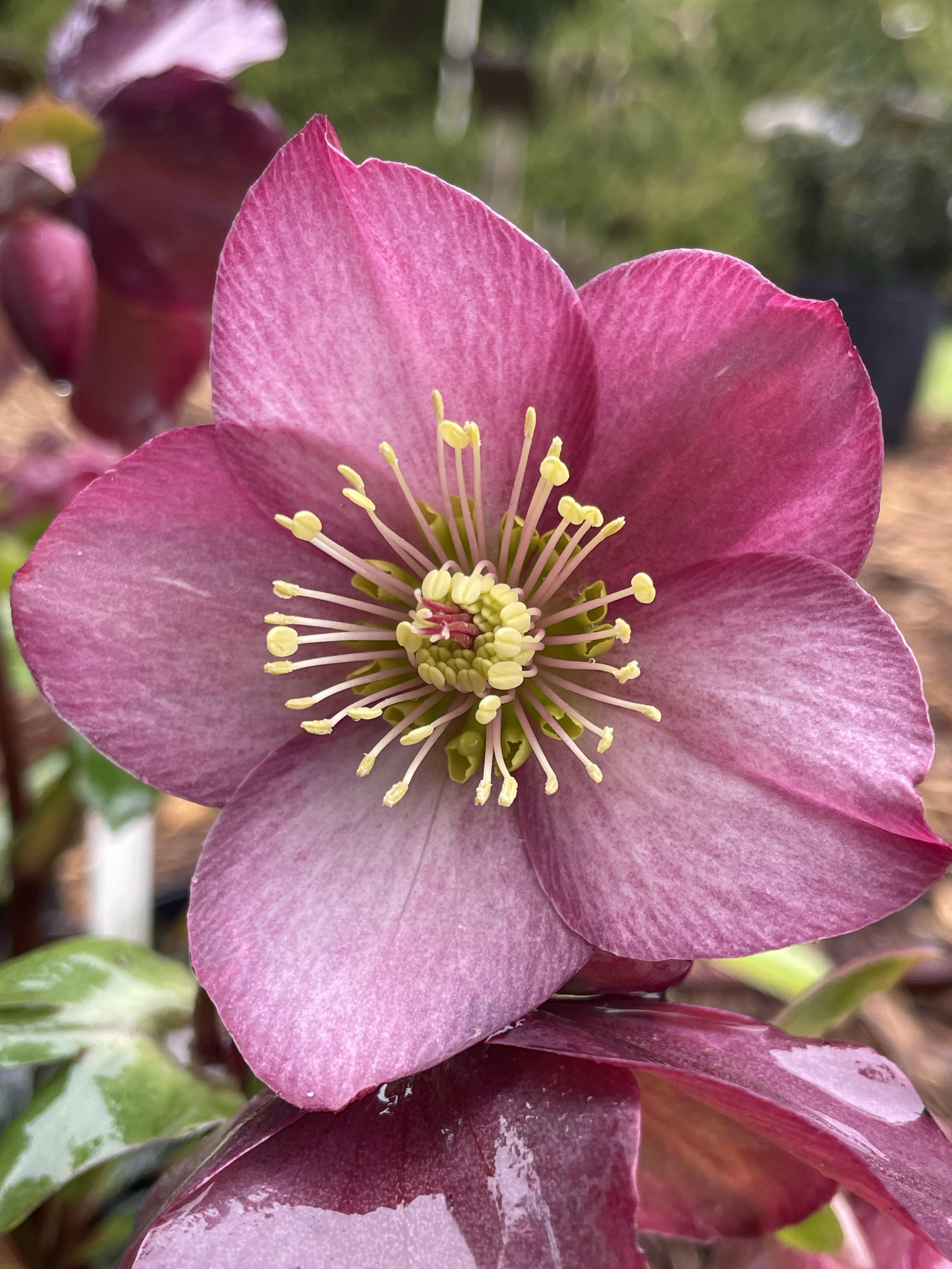 Helleborus x glandorfensis 'HGC Ice n Roses Rose' – Singing Tree