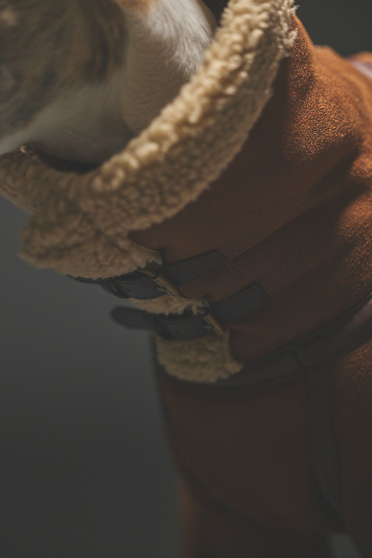 SIVI B3フライトスーツ | SIVI｜イタグレ 服・ウィペット 服｜犬用