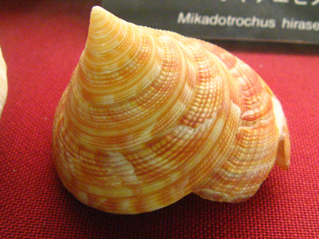 貝殻 オキナエビスガイ オキナエビス リュウグウオキナエビス | 貝の図鑑
