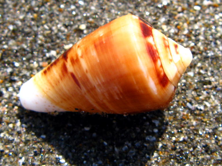 身近な貝殻図鑑：イモガイの一種（2009年3月28日）