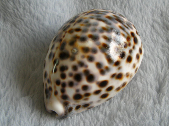 ハワイホシダカラ ハワイハチジョウダカラ ハワイホシダカラ 宝貝 貝殻